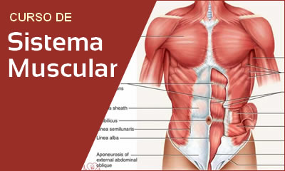 Curso De Sistema Muscular