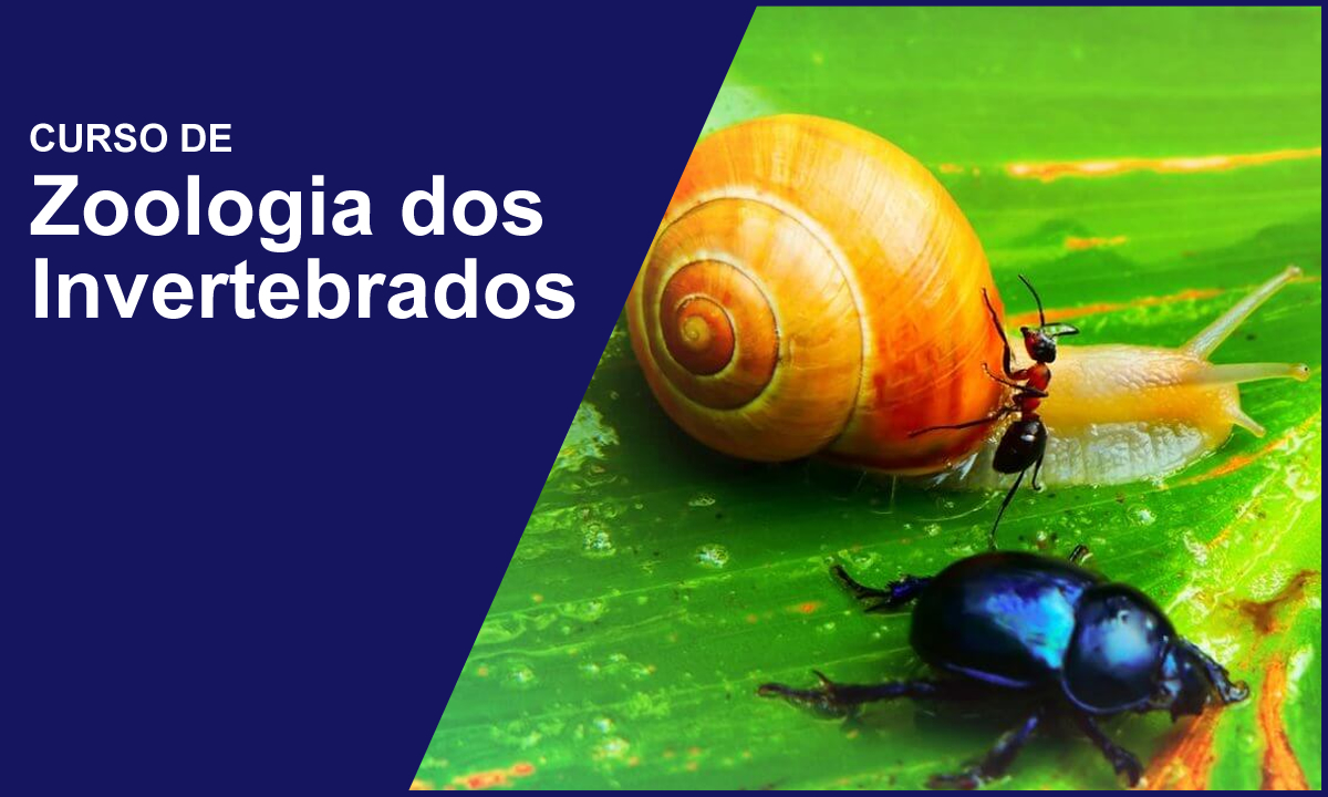 Curso De Zoologia Dos Invertebrados